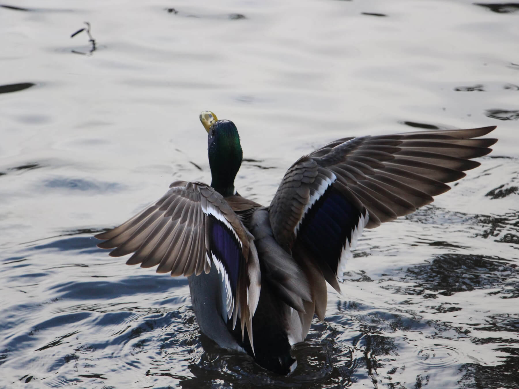 Spring duck hunnting