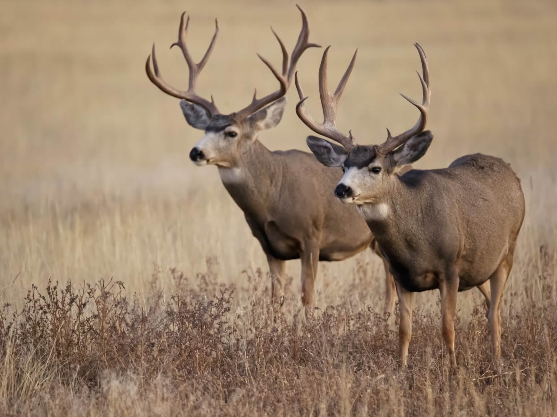 Urban bowhunting tips and tactics