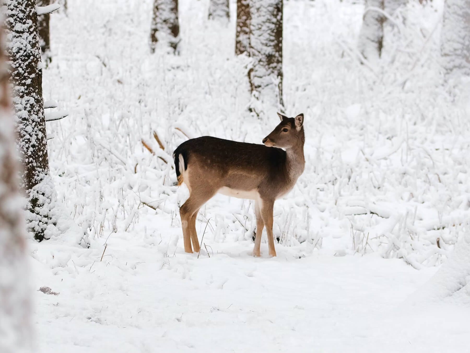 Choice of suit for winter hunting