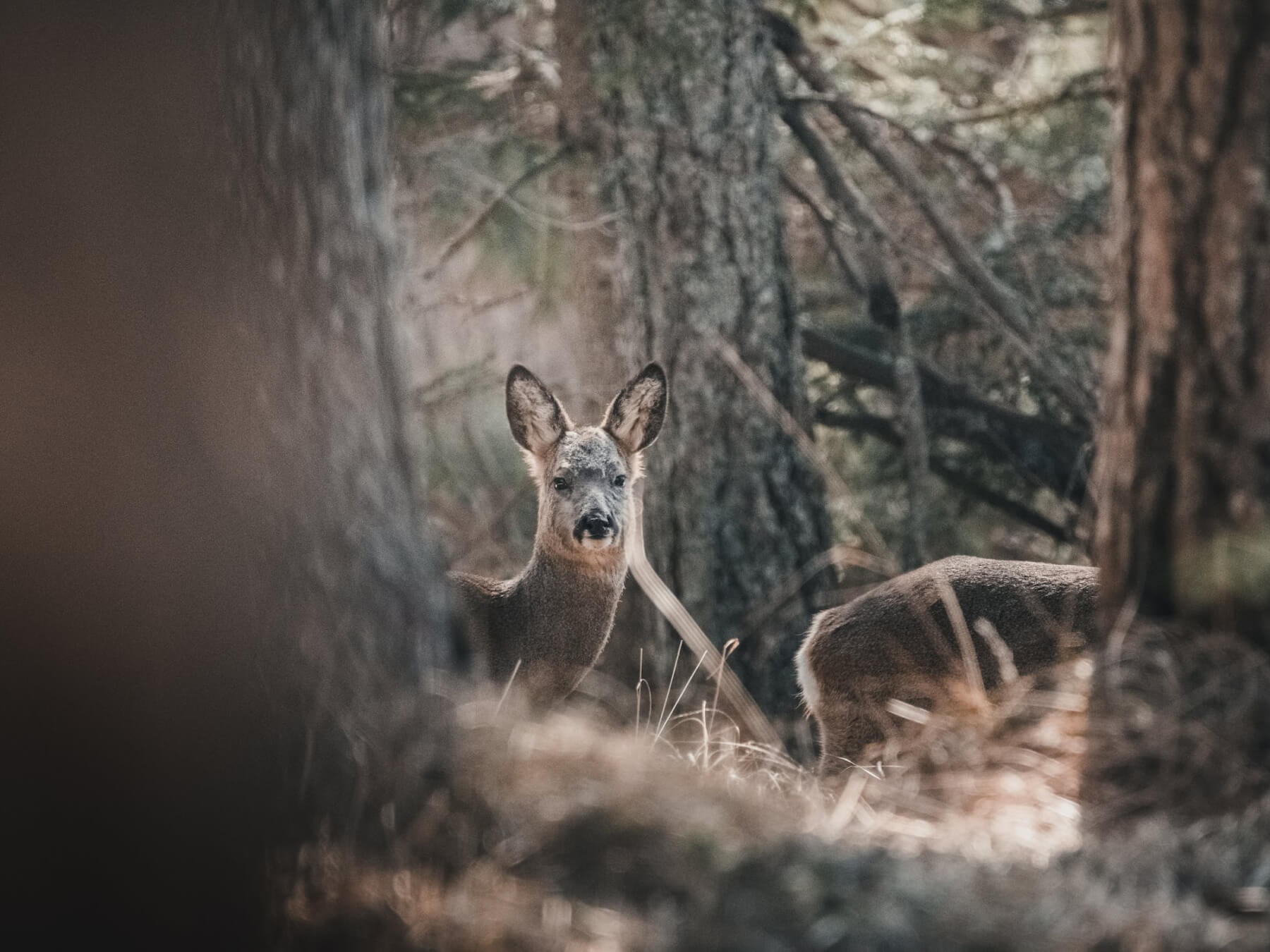 Are the biggest typical whitetails history?