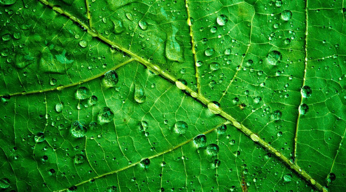 Green leaf