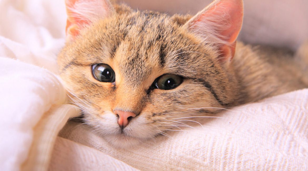 Be Aware: There’s a Deadly Virus on the Loose Striking These Pets