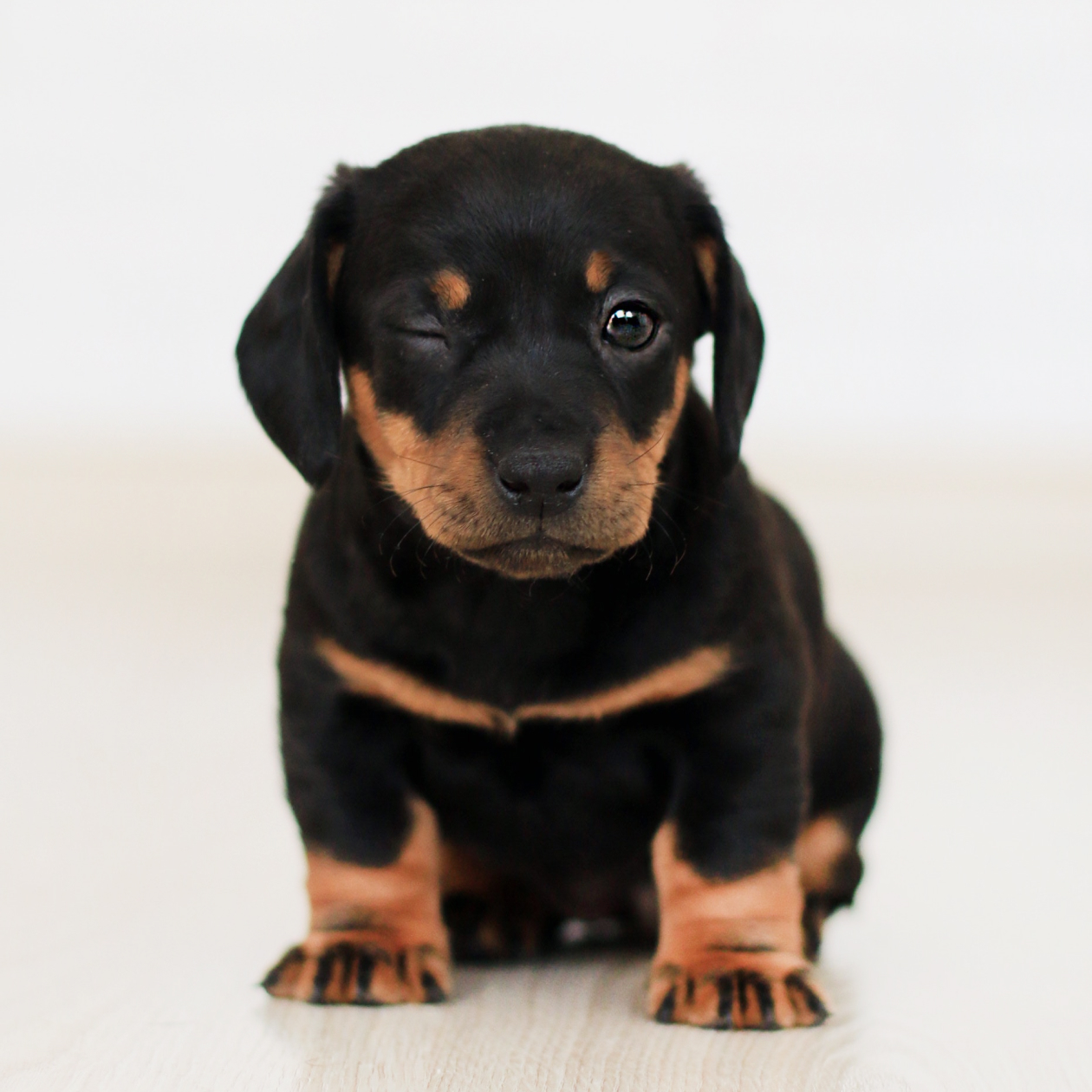 Effective techniques for toilet training your puppy at home.
