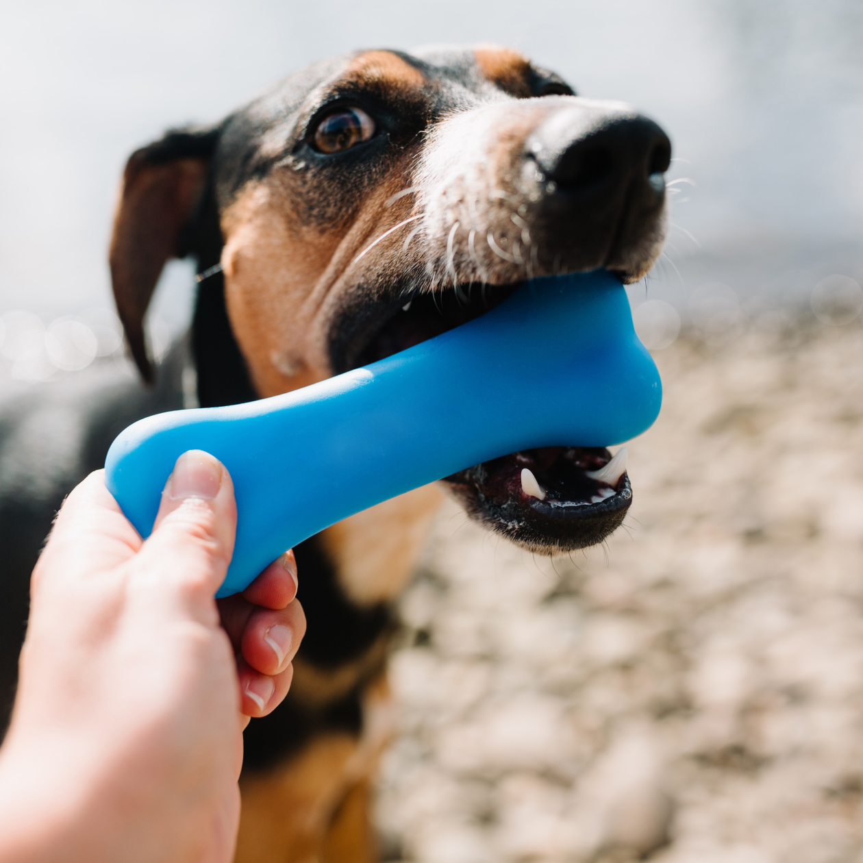 12 important tips for training dogs.