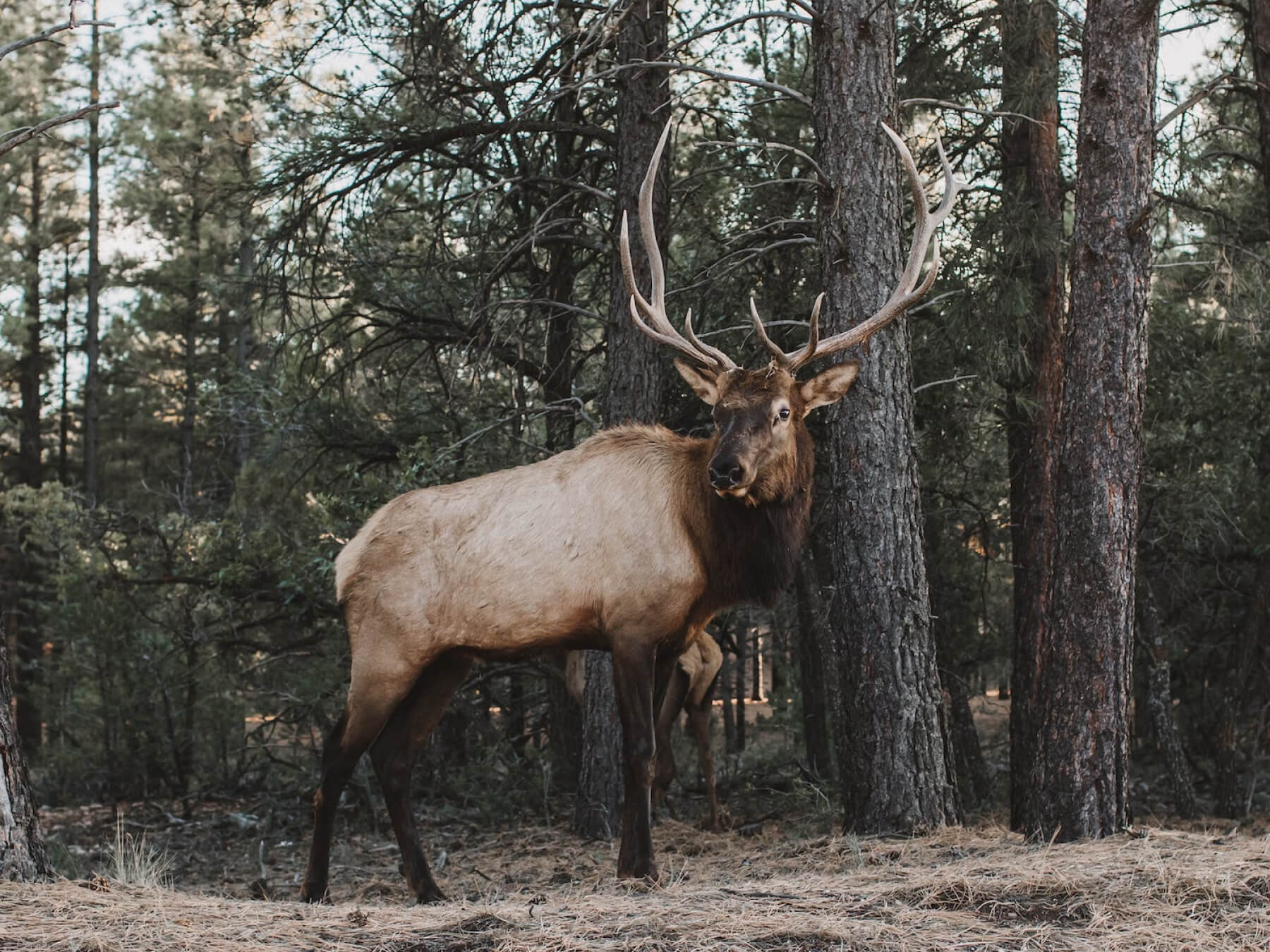 How to deer hunt the midwest
