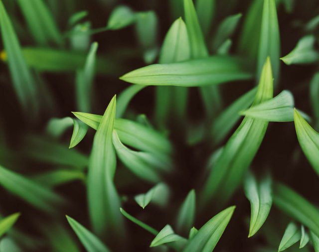 Eco-Conscious Eating: The USDA wants us to dine